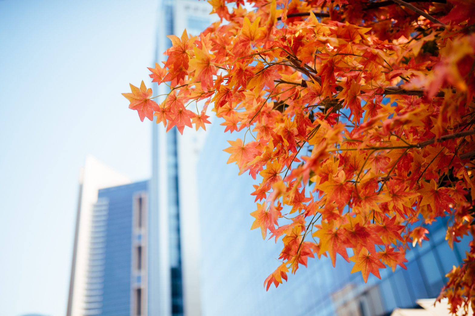 autumn leaves on a tree in the foreground, a building in the background